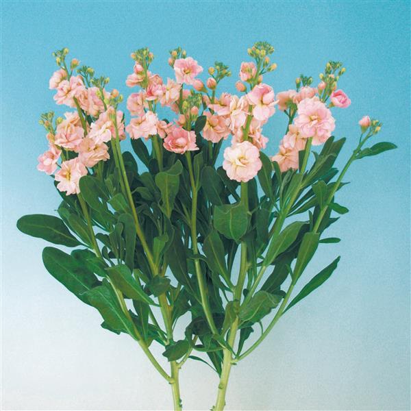 stock flower seeds Stock Seeds | Matthiola Chanter Apricot