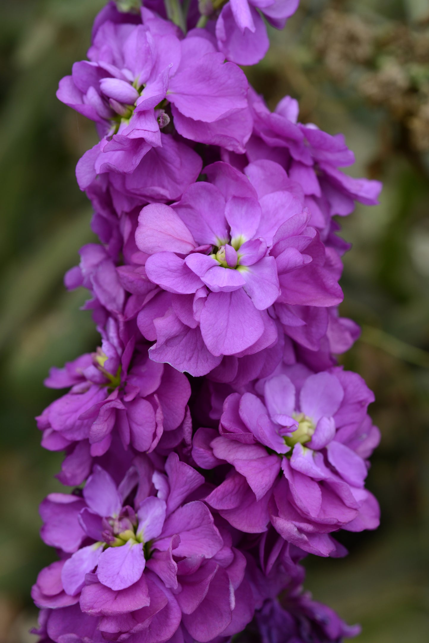 100 Stock Seeds Matthiola Column Miracle Mid Blue Matthiola Seeds Cut Flowers