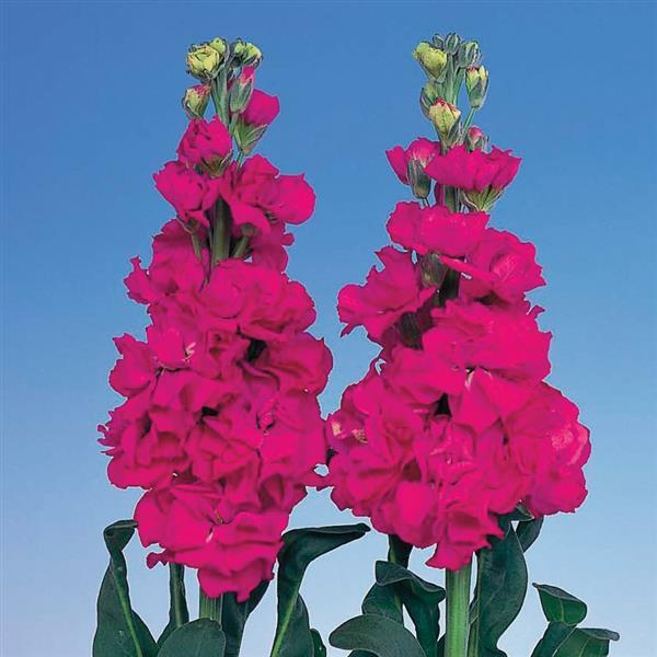 50 Stock Seeds Matthiola Iron Rose Pink Cut Flower Seeds