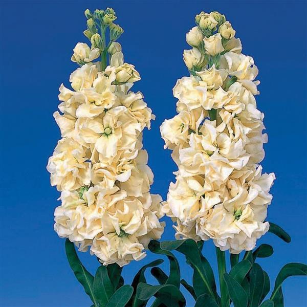 50 Stock Seeds Matthiola Iron Yellow Cut Flower Seeds