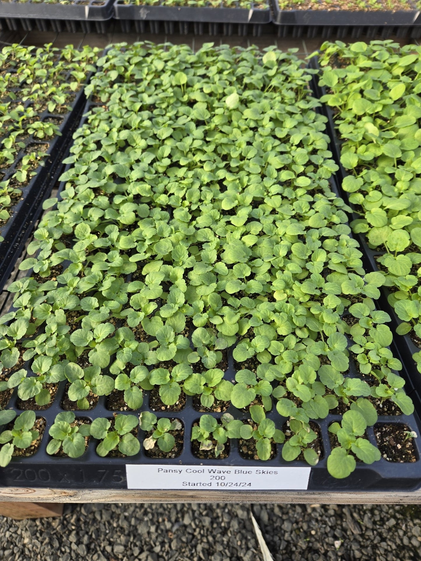Cool Wave® Pansy Blue Skies 15 thru 100 Pansy Seeds Trailing Pansies
