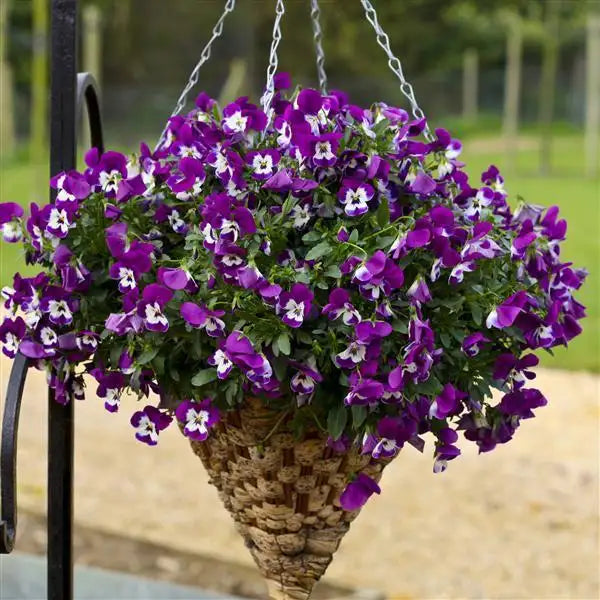 25 Pansy Seeds Freefall™ Purple White F1 Trailing Fall Flower Seeds