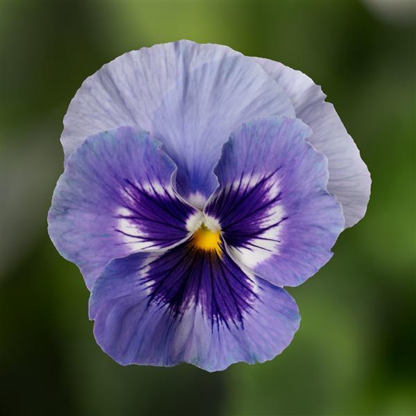 Pansy Seeds Colossus® Marina 50 Heat-Tolerant Flower Seeds