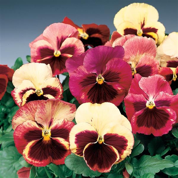 pansy flower seeds 50 Pansy Seeds | Pansies