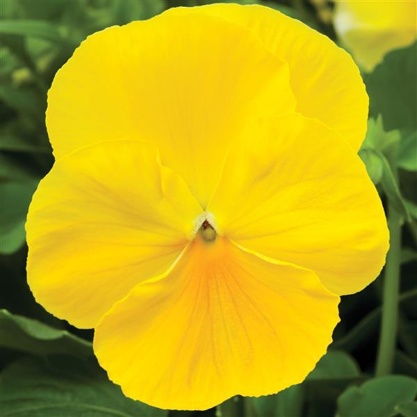 Pansy Seeds Delta Pro Clear Lemon 50 Seeds Compact Early Flower Seeds