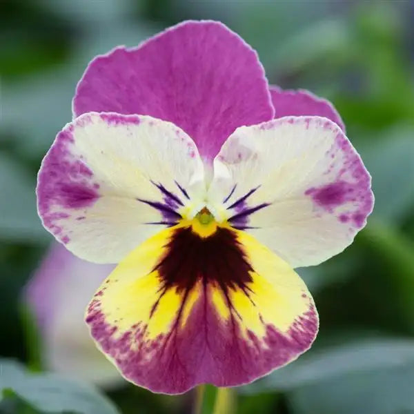 25 Pansy Seeds Freefall™ Pineapple Crush F1 Trailing Fall Flower Seeds