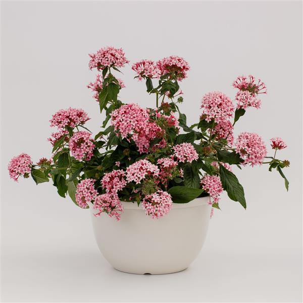 25 Pentas Seeds Beehive Pink Bicolor | Butterfly & Hummingbird Flowers