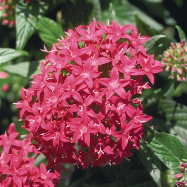 25 Pentas Seeds Graffiti Lipstick | Bright Starflower Blooms for Pollinators