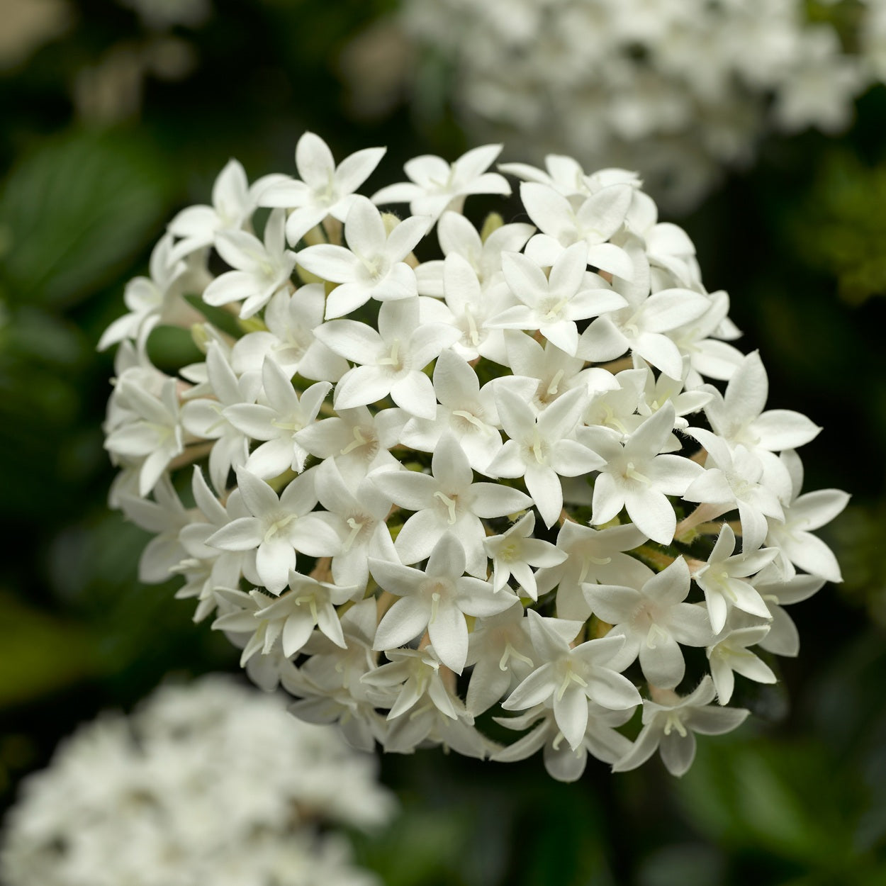 Honey Cluster White Pentas Seeds – 25 Pelleted Star Cluster Flower Seeds