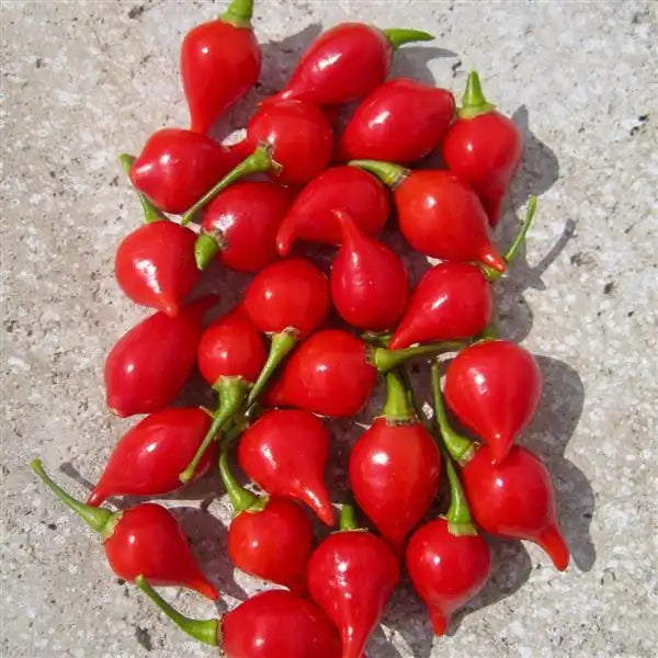 Harvested bright red Biquinho peppers with pointed tips and green stems arranged on a gray surface