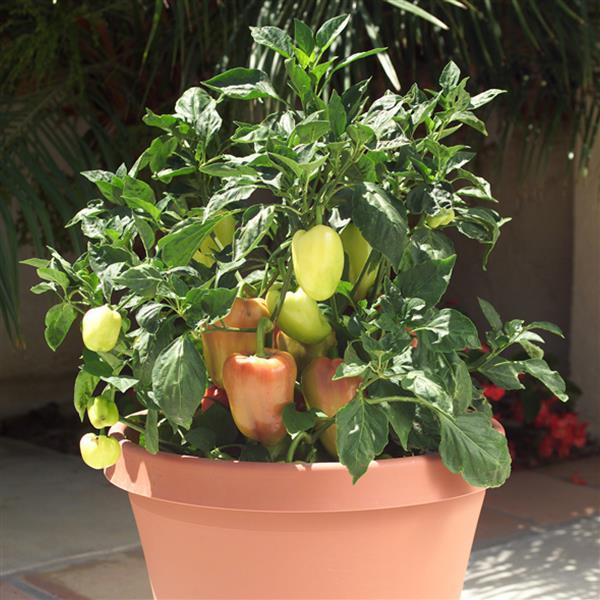 Gypsy Pepper Seeds 50 F1 Hybrid Sweet Pepper Seeds | AAS Winner