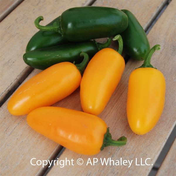 50 Hot Pepper Seeds Pepper Spice Pumpkin