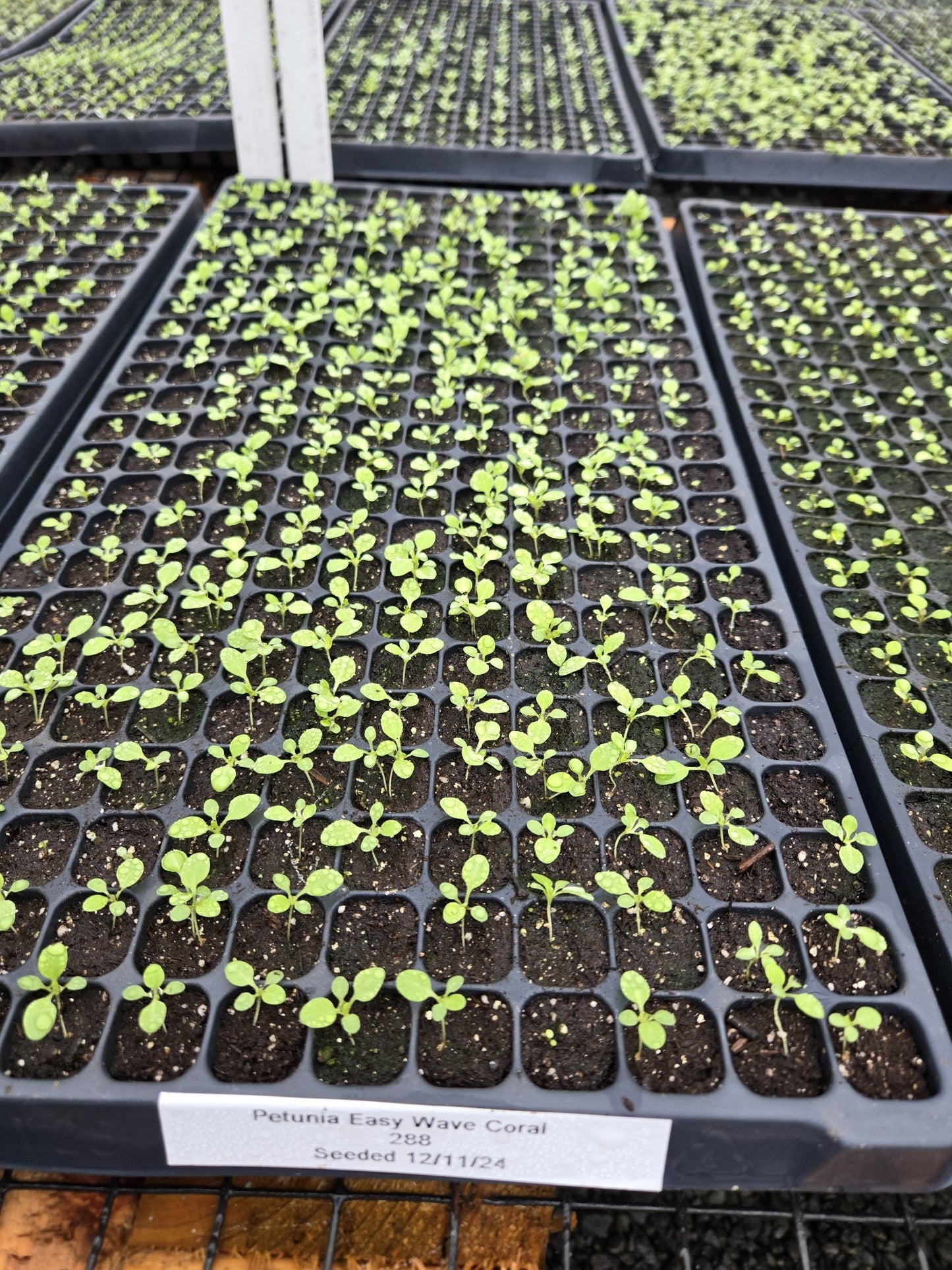 Trailing Petunia Seeds Easy Wave Coral Reef 15 thru 100 Bulk Pelleted Petunia Seeds