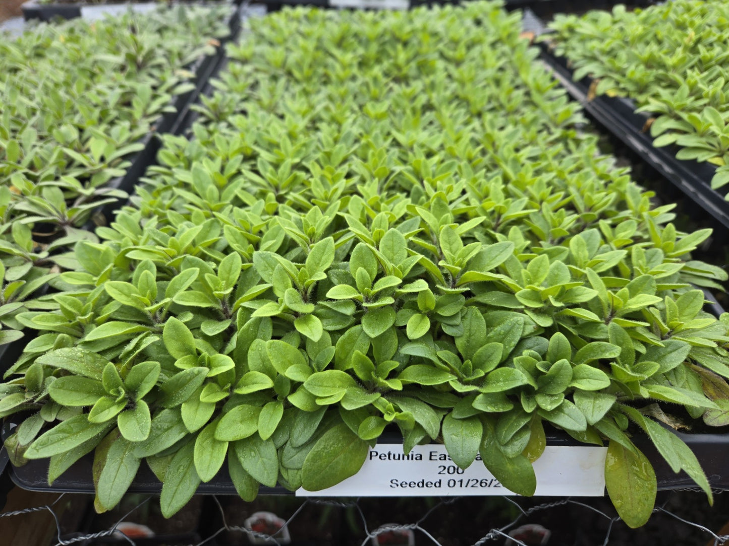 Petunia Seeds E3 Easy Wave® Blue 25 Pelleted Seeds
