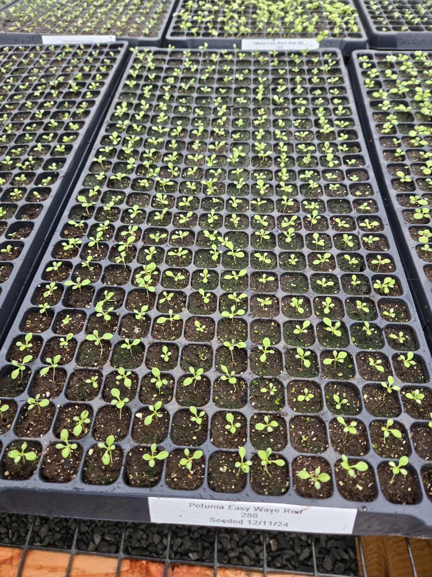 Petunia Seeds 25 Easy Wave Red Pelleted Seeds