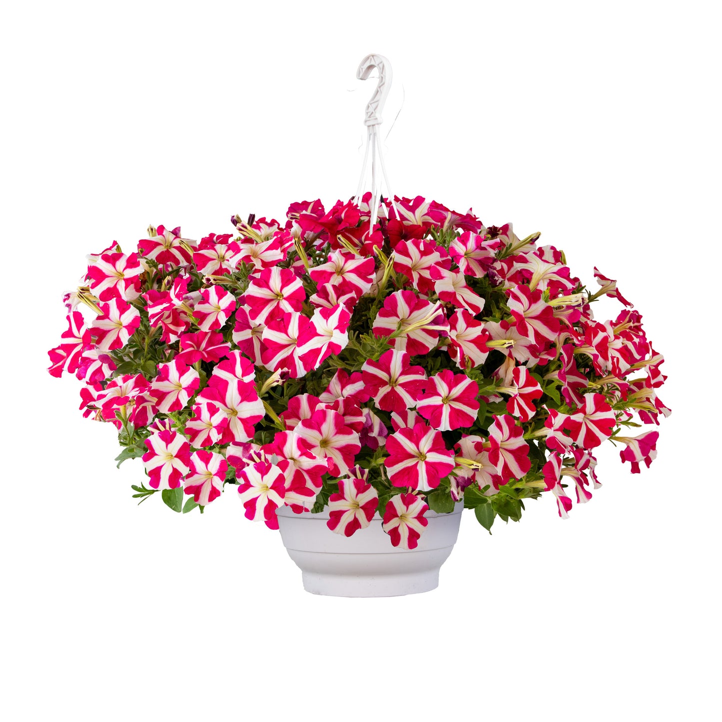 Trailing Petunia Success Rose Star 25 Pelleted Petunia Seeds