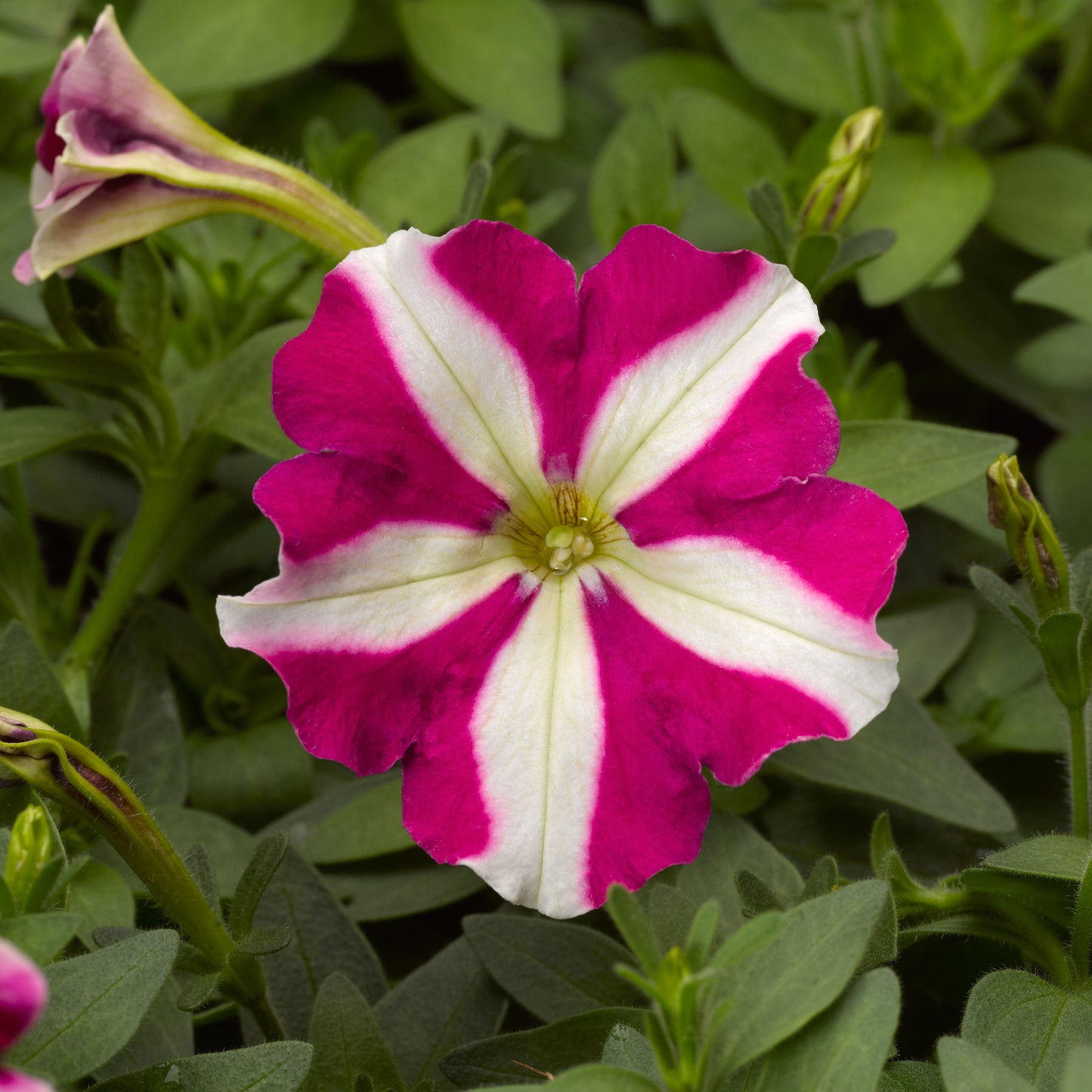 50 thru 1,000 Pelleted Petunia Seeds Celebrity Rose Star