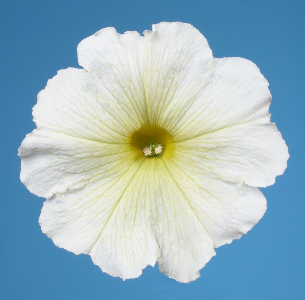 50 thru 1,000 Pelleted Petunia Seeds Celebrity Yellow