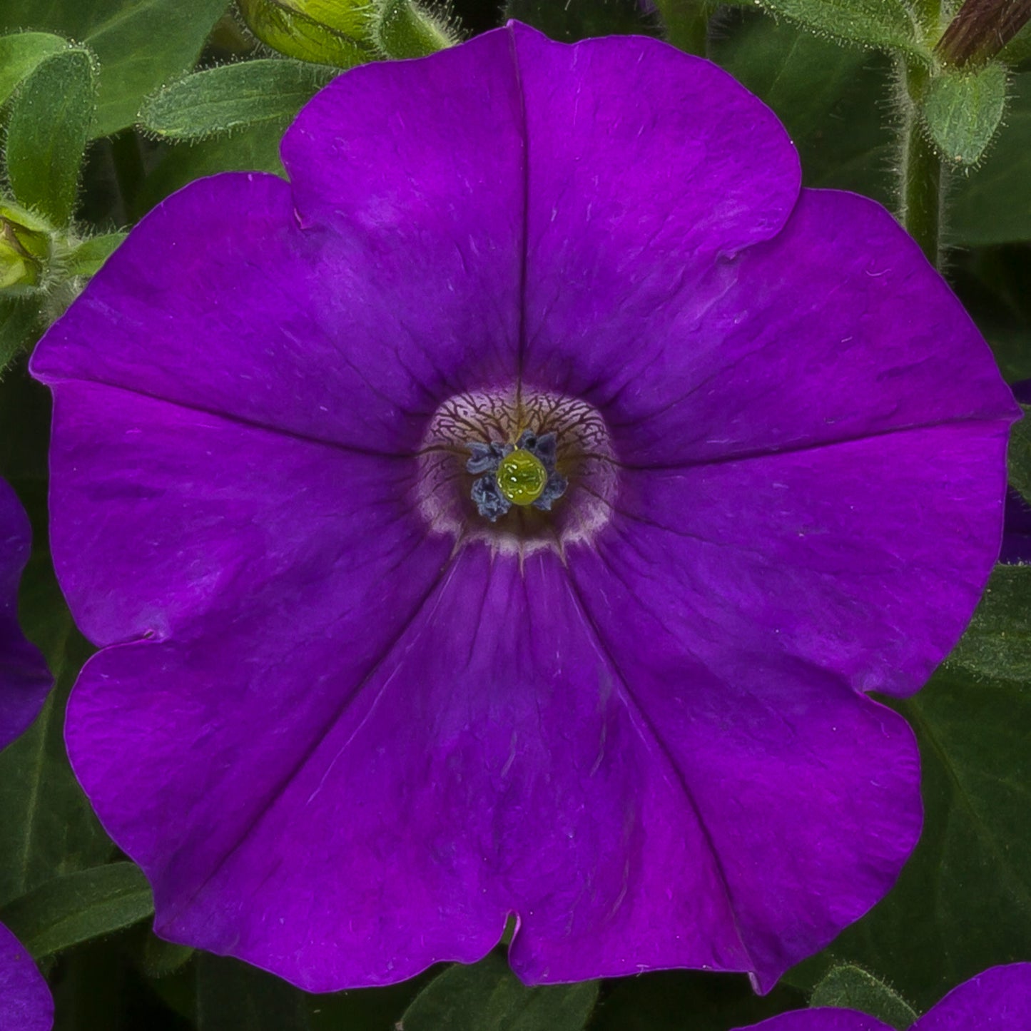 Petunia Seeds Petunia Flashforward Blue 25 Pelleted Seeds