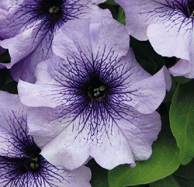 50 Seeds Pelleted Petunia Carpet True Blue 50 Seeds Pelleted Petunia Carpet True Blue