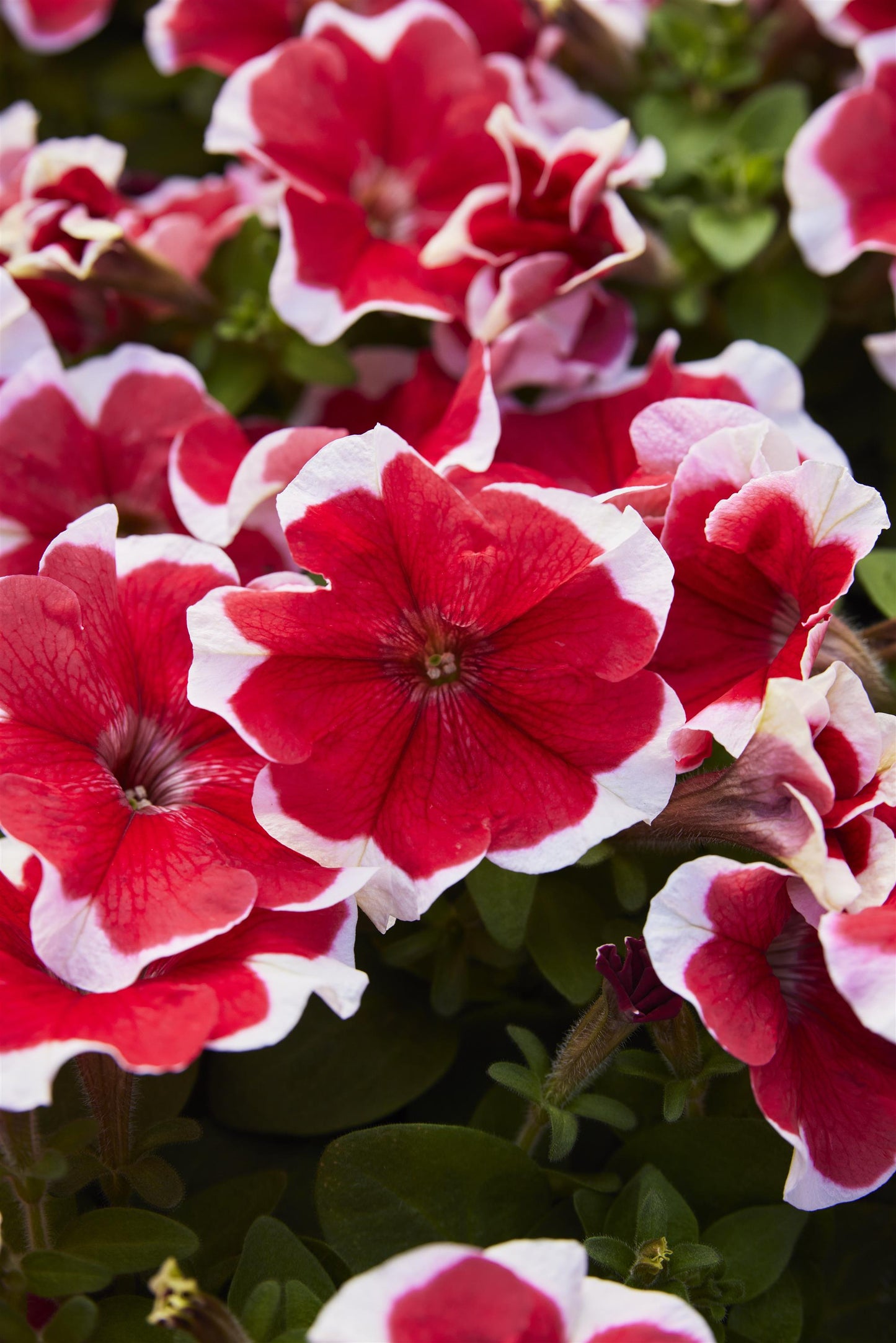 Petunia Seeds 50 Pelleted Seeds Mambo Red Picotee