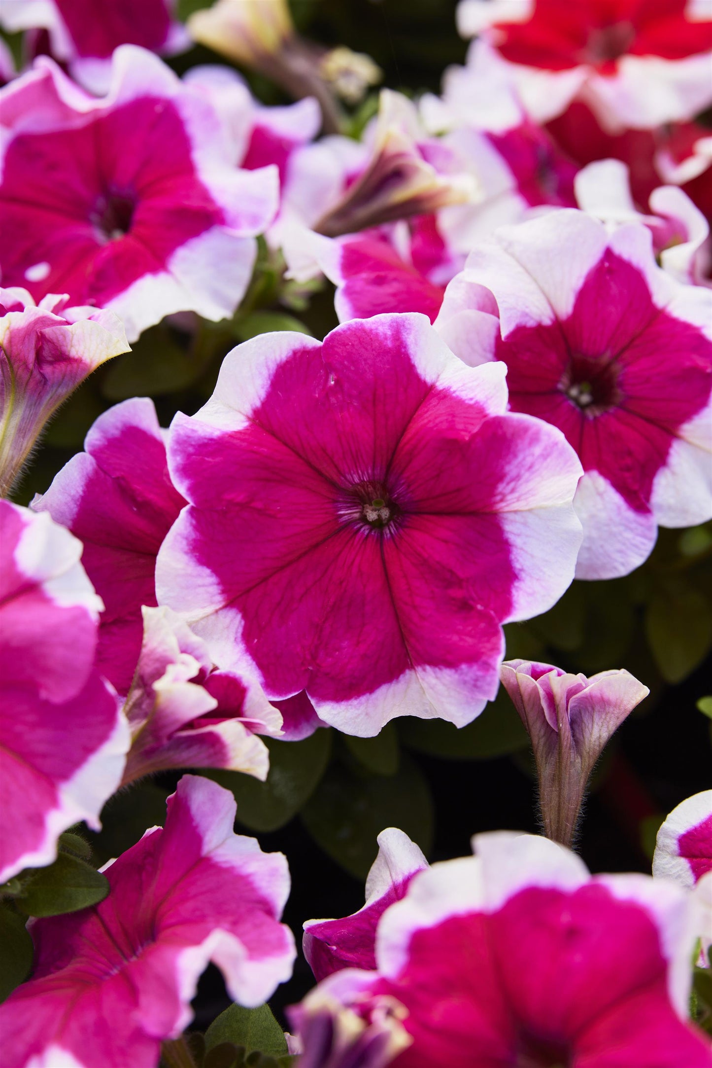 Petunias Seeds 50 Pelleted Seeds Mambo Rose Picotee