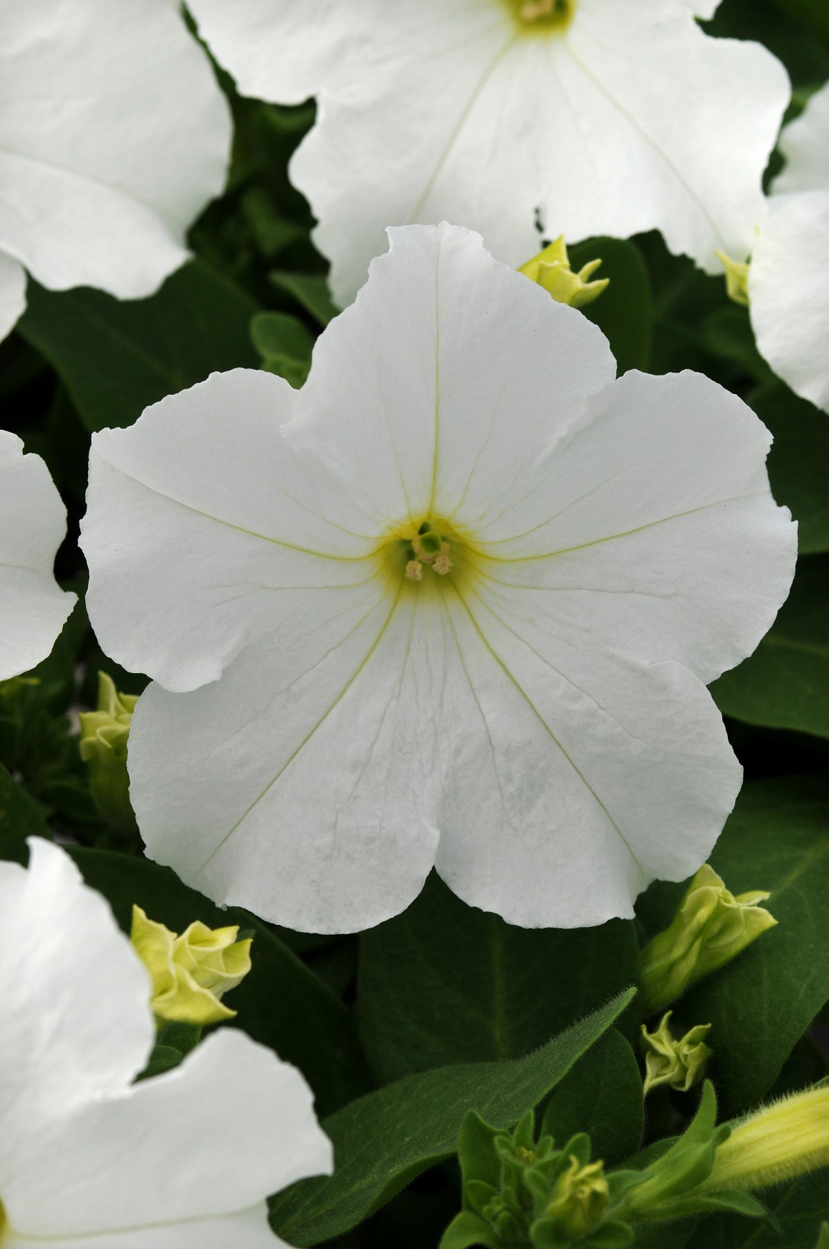 Petunia Pretty Grand White Petunia Seeds 25 thru 100 Pelleted Seeds