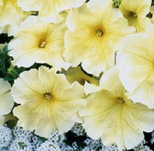 50 thru 1,000 Prism Sunshine Pelleted Petunia Seeds