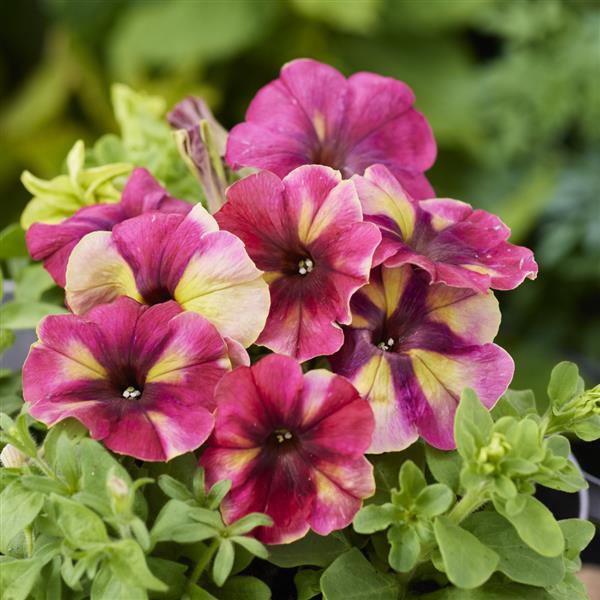 pelleted flower seeds Flower Seeds 50 Pelleted Petunia Seeds Shake Raspberry