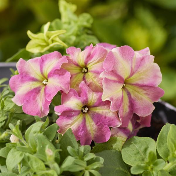 shake flower seeds Flower Seeds 50 Pelleted Petunia Seeds Shake Strawberry