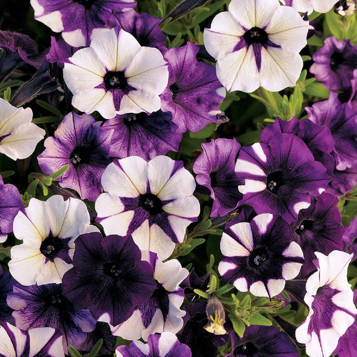 25 Pelleted Petunia Seeds Shock Wave®Purple Tie Dye