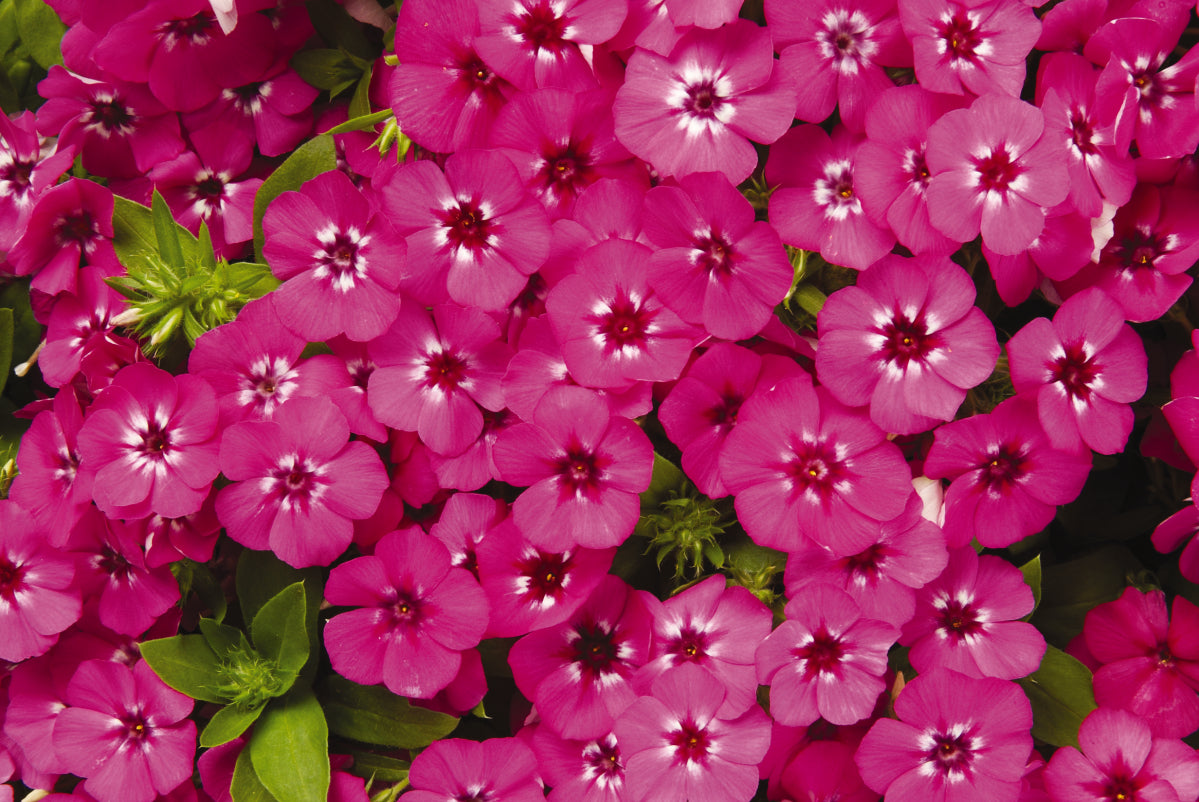 Phlox Seeds 21st Century Pink 25 Seeds Hybrid Flower Seeds