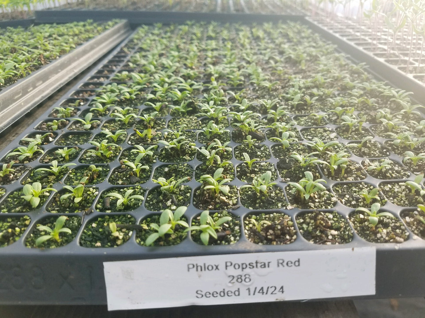 Phlox Seeds Phlox Popstar Red 50 Flower Seeds