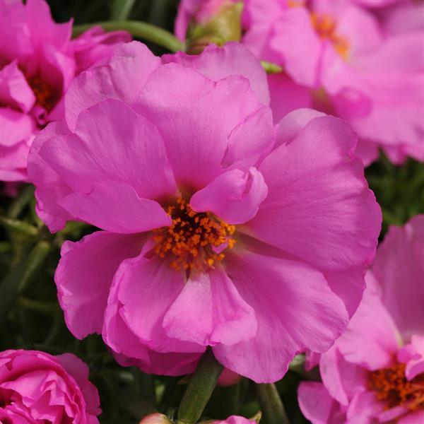 Portulaca Seeds Portulaca Happy Hour Rosita 50 Multi Pelleted Seeds