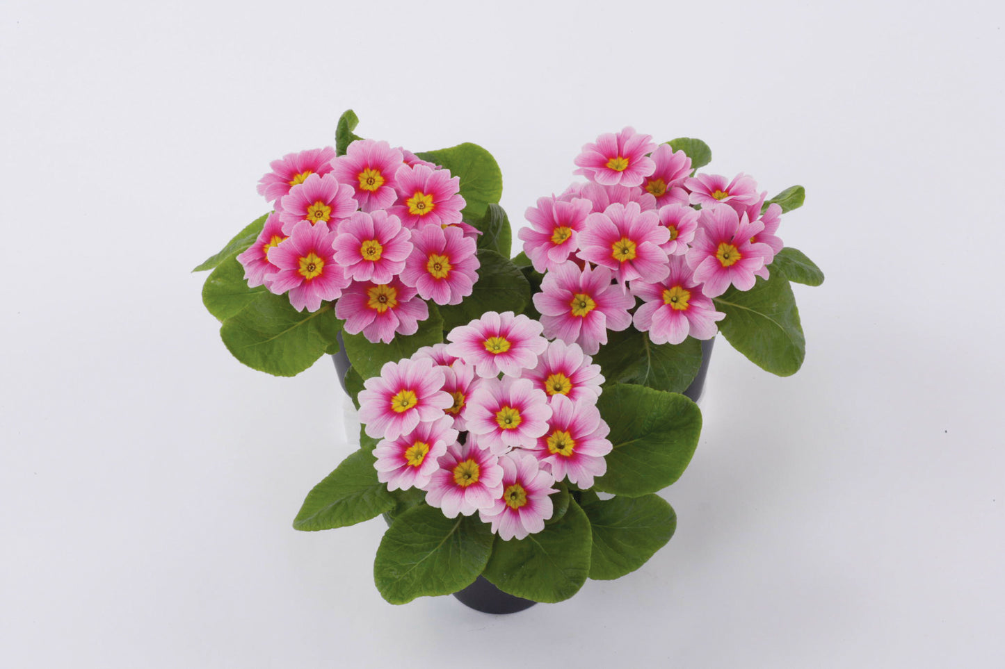 50 Primula Seeds Acaulis Danessa Pink Rose Eye Primrose Seeds