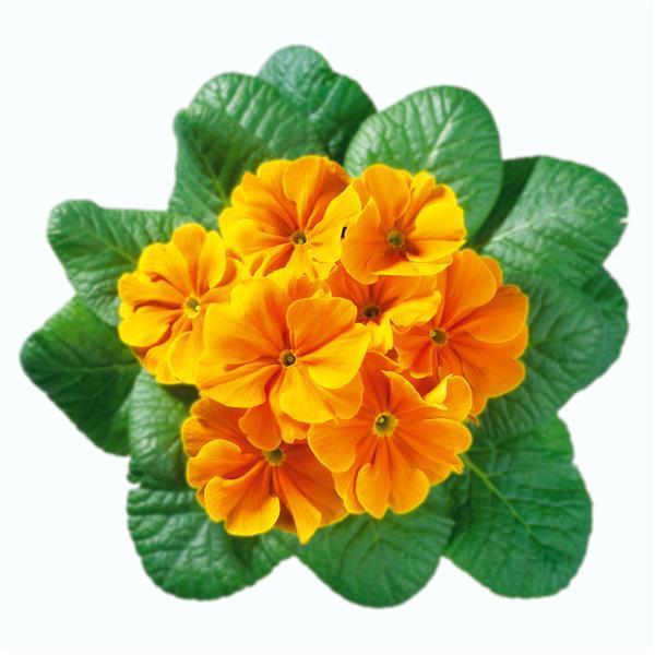 Primula Acaulis Hethor Giant Gold And Orange 25 Primrose Seeds
