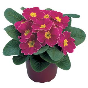 50 Primrose Seeds Primula Seeds Danova Cherry Edge