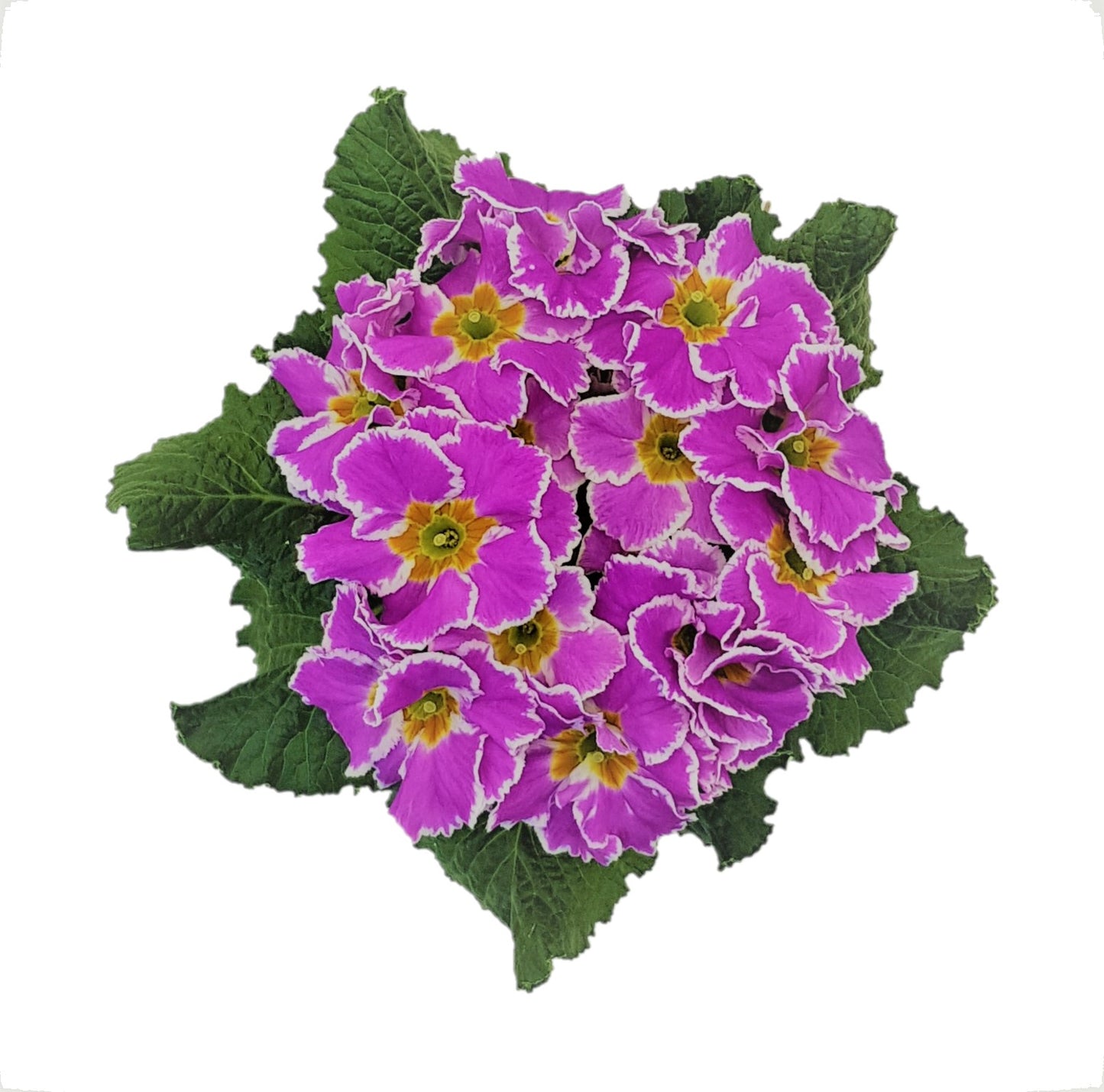 25 Primula Seeds Primula Hethor Coco Lilac Primrose