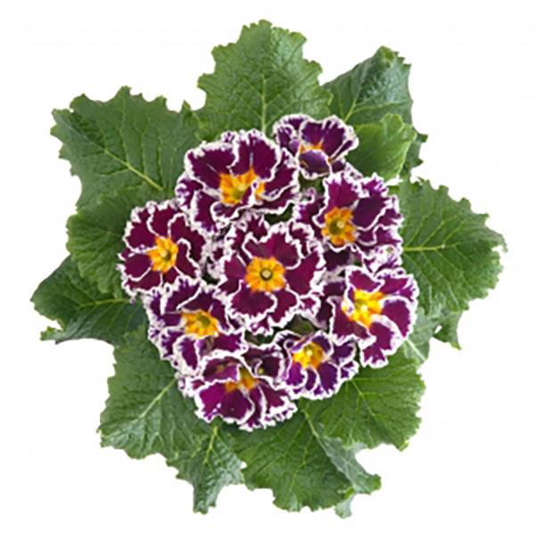 25 Primula Seeds Primula Hethor Coco Purple Primrose