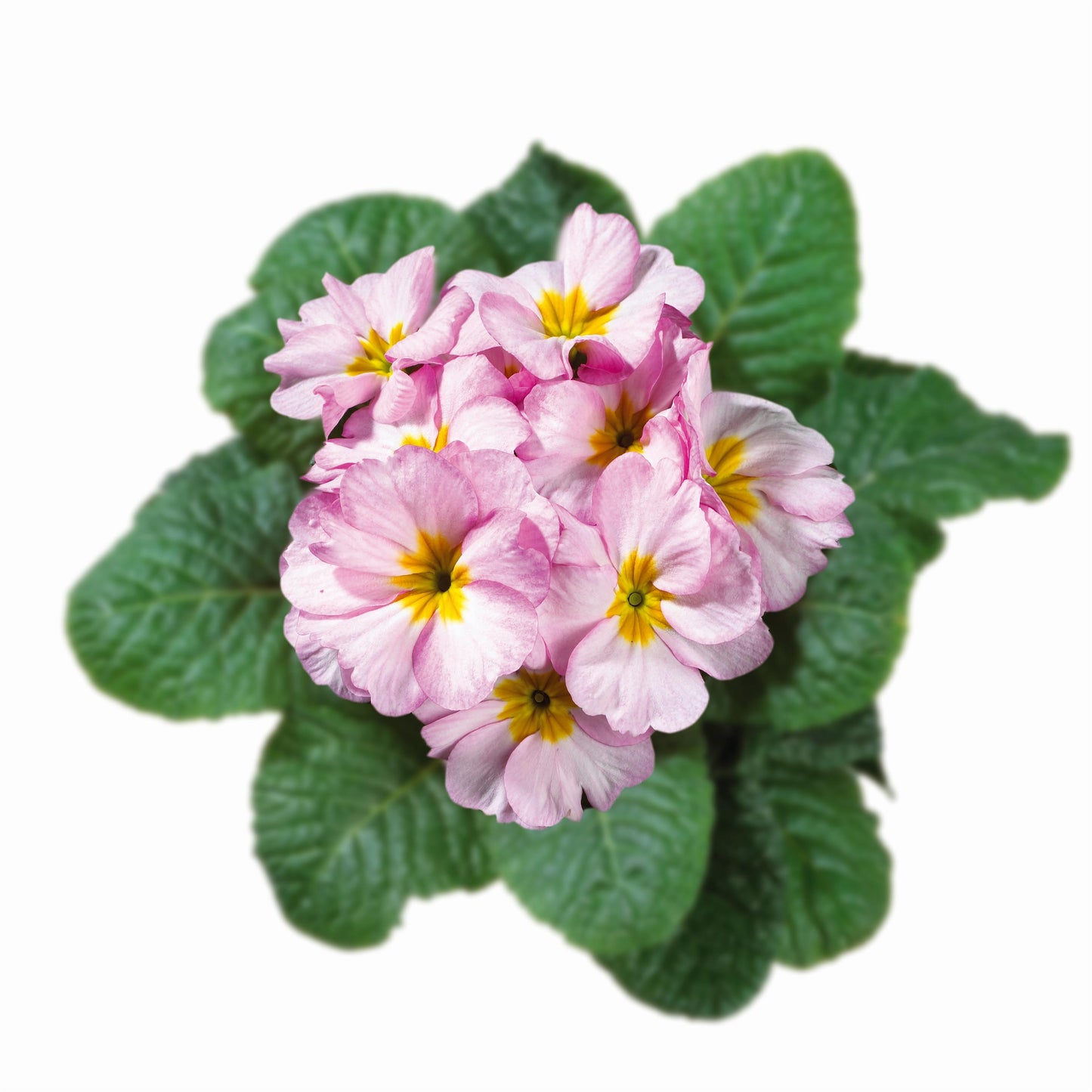 50 Primrose Seeds Primula Hethor Mid Crocus