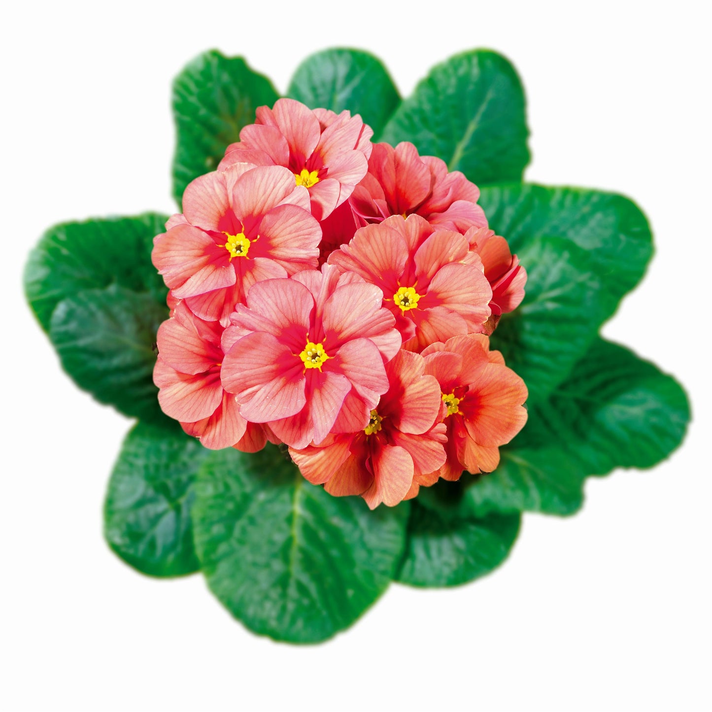 50 Primrose Seeds Primula Hethor Mid Spring Sun Orange