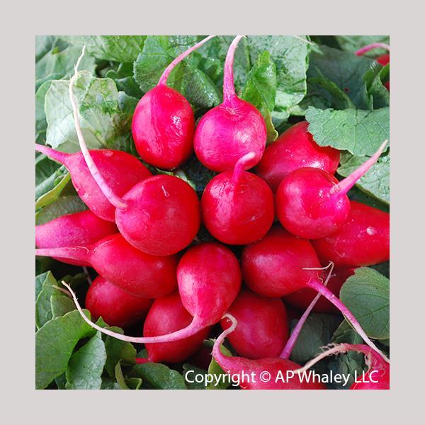 Early Scarlet Globe Radish Seeds – 250 Heirloom Vegetable Seeds Fast-Growing Garden Radish