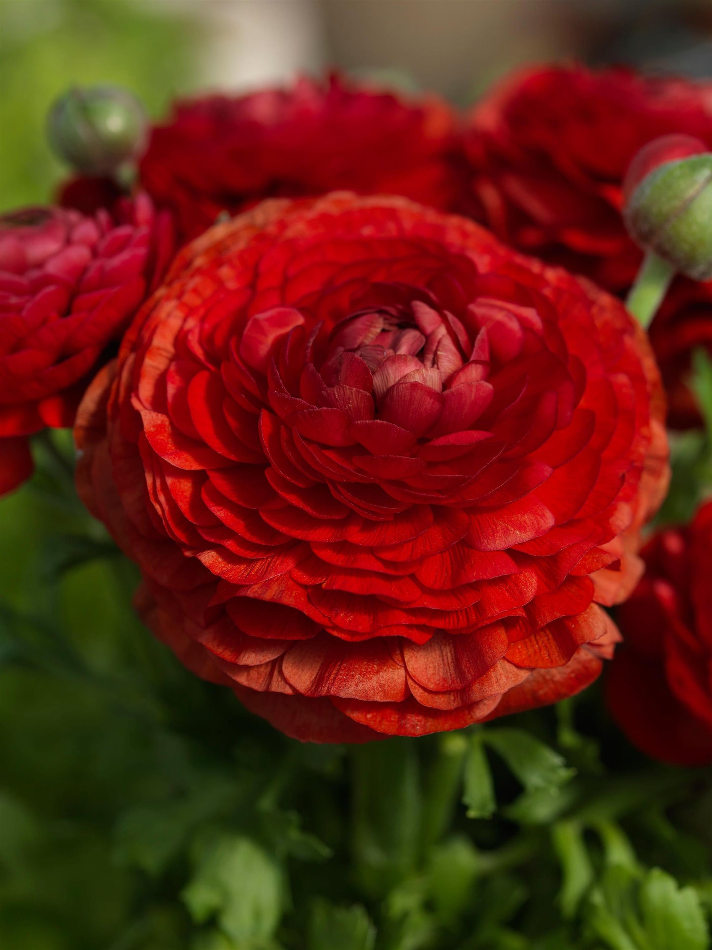 Ranunculus Seeds 25 Pelleted Seeds Ranunculus Bloomingdale Red Shades