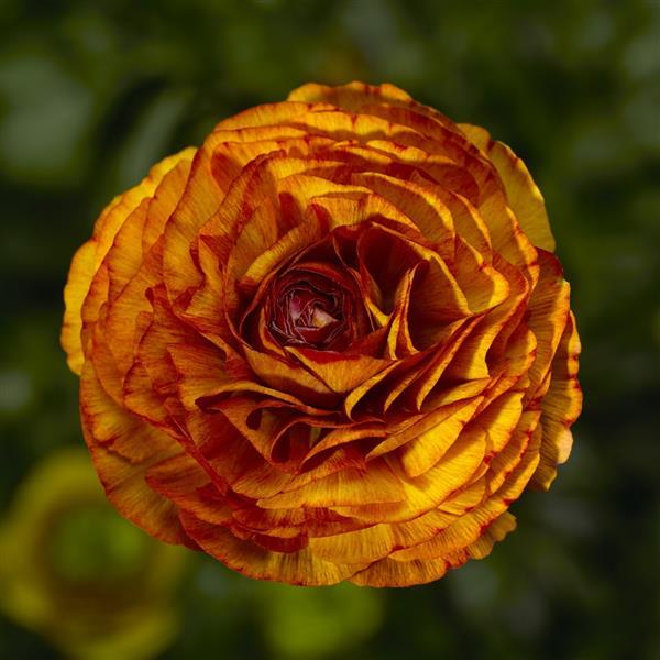 Ranunculus Seeds – Mache Chocolate (25 Pelleted Seeds)