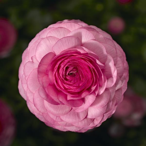 Ranunculus Seeds – Mache Pink (25 Pelleted Seeds)