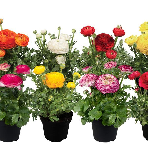 ranunculus flower seeds Ranunculus Seeds Ranunculus Sprinkles Mix 25 Pelleted Seeds – trailingpetunia.com