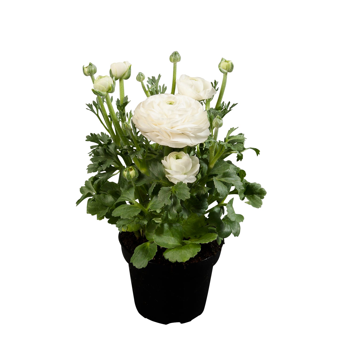 Ranunculus Seeds – Ranunculus Sprinkles White (25 Pelleted Seeds)