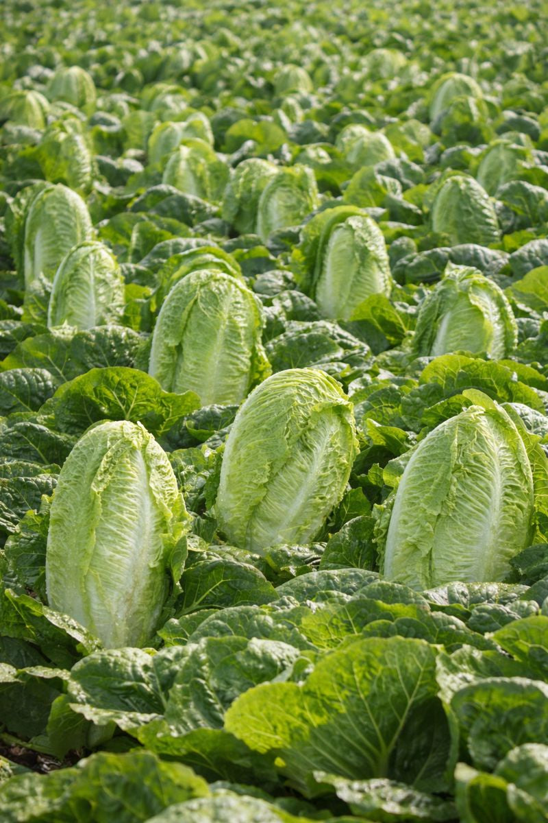 Stampede Lettuce Seeds 250 Seeds Romaine Garden Vegetable Seeds