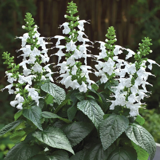 50 Salvia Seeds Summer Jewel White Dwarf Salvia