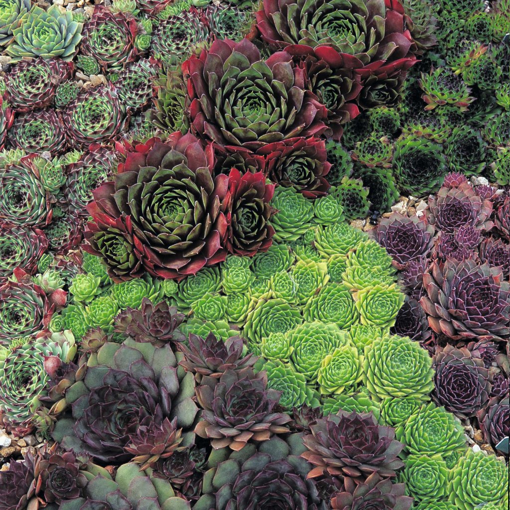 seeds for succulent plants Sempervivum Seeds Seeds Hens & Chicks Succulent Seeds – trailingpetunia.com